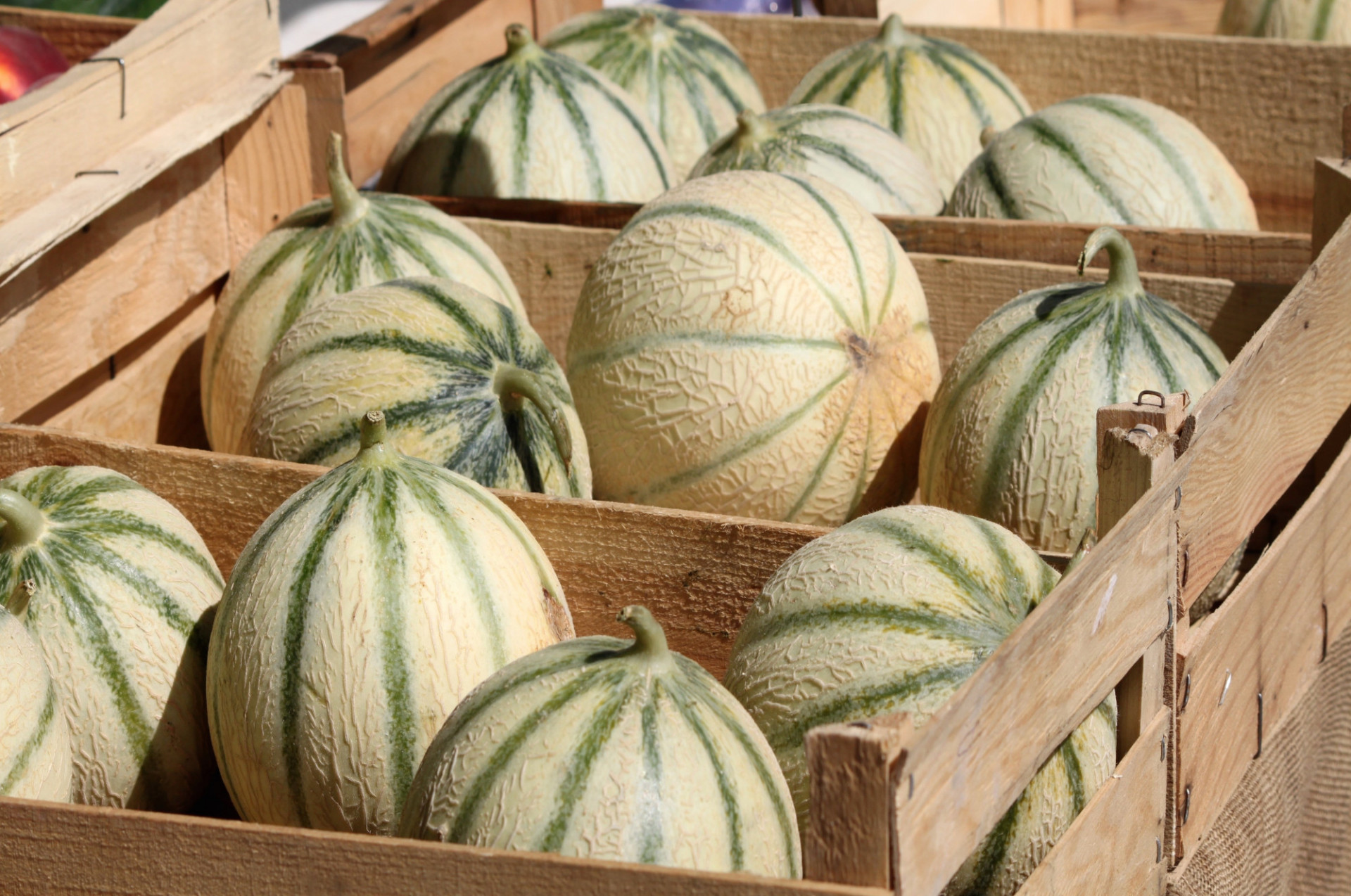 Melon gros