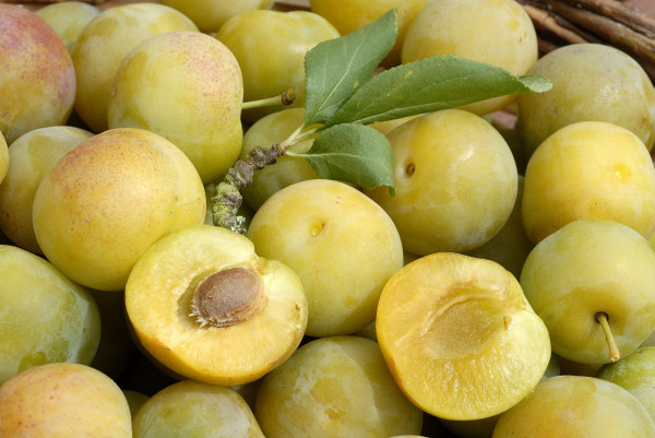 Prunes
