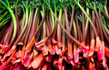 Rhubarbe