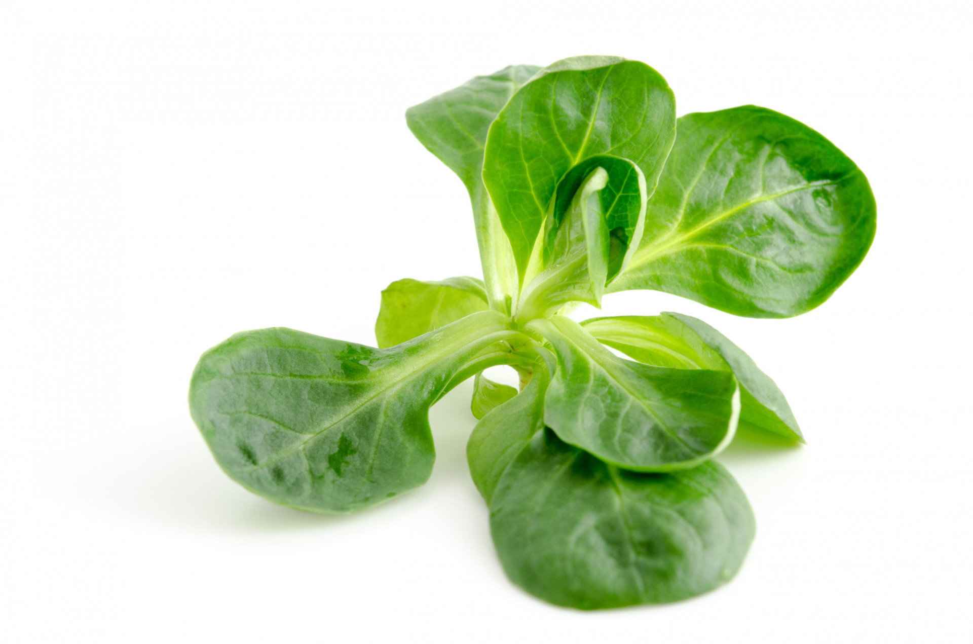 Salade Mache