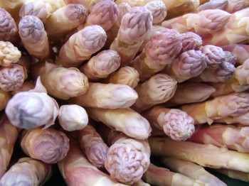 Asperge Blanche Pointe