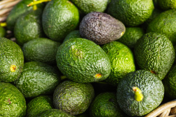 Avocat Gros