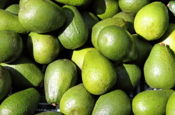 Avocat Tropical