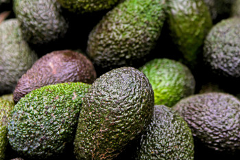Avocat Petit Lot de 3