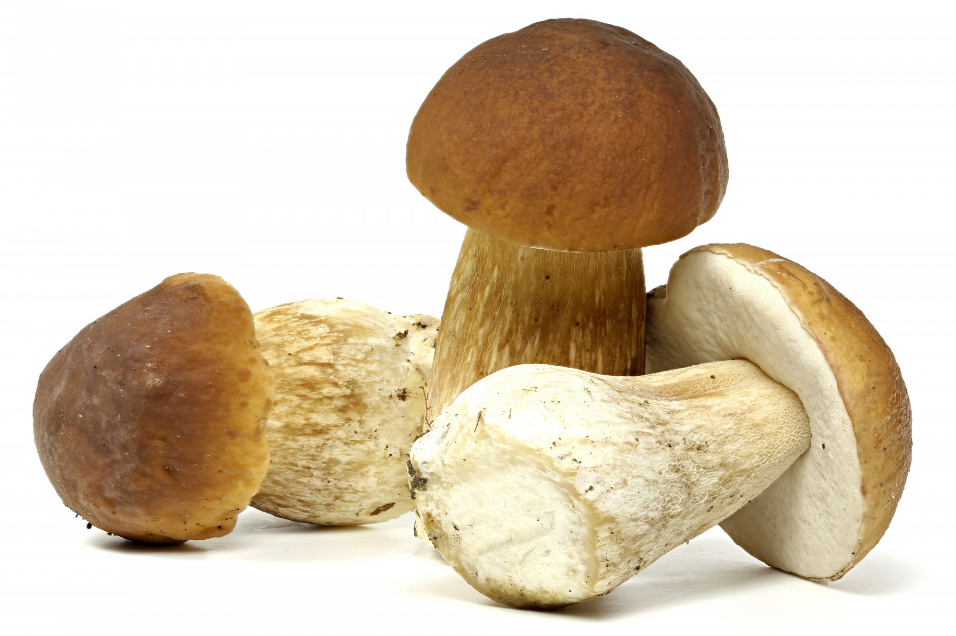 Cèpes