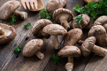 Champignon Shii Také