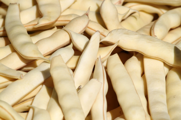 Haricot Coco de Paimpol