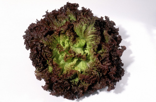Salade Batavia Rouge