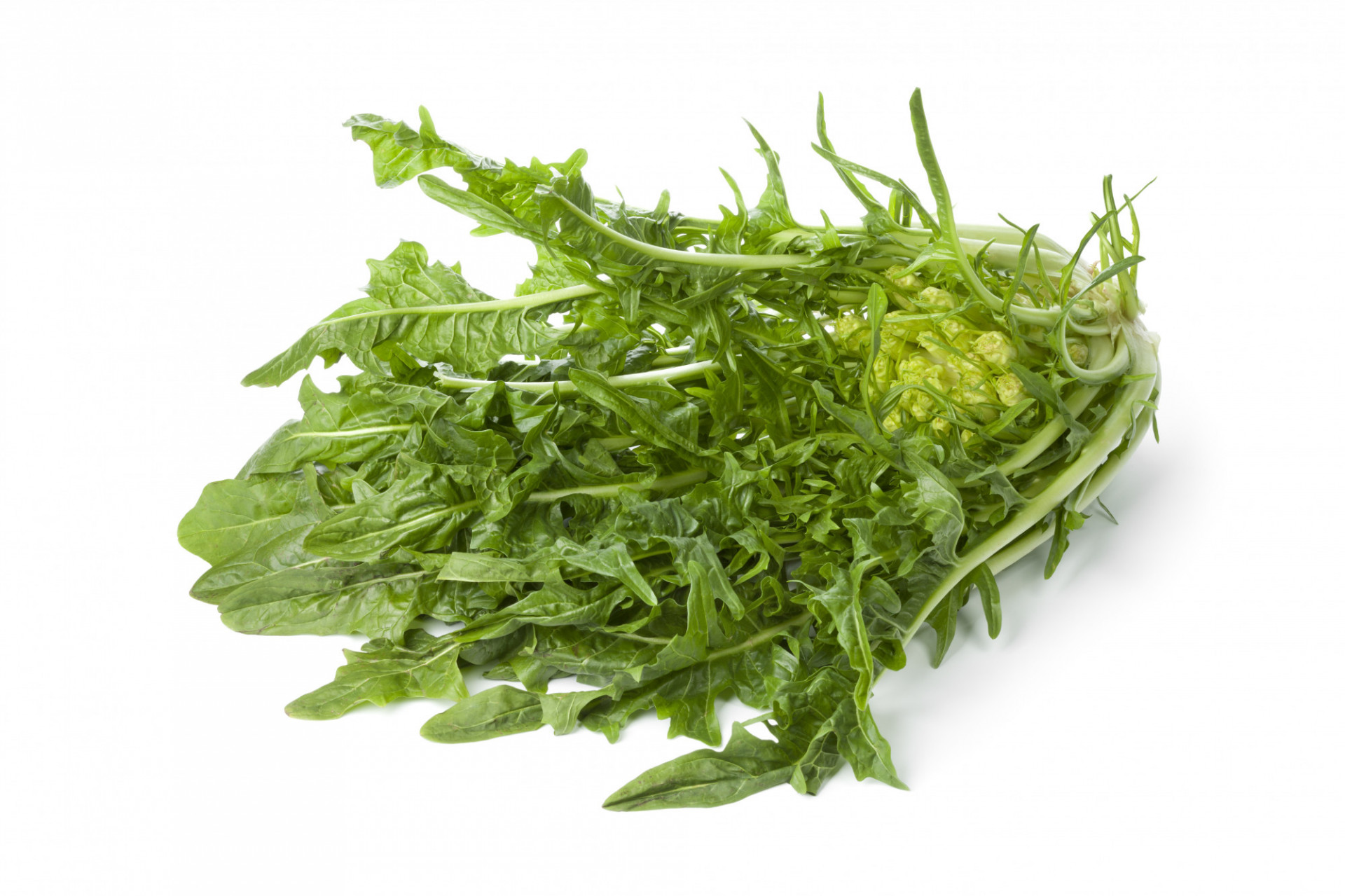 Salade Puntarella Di Catalogna