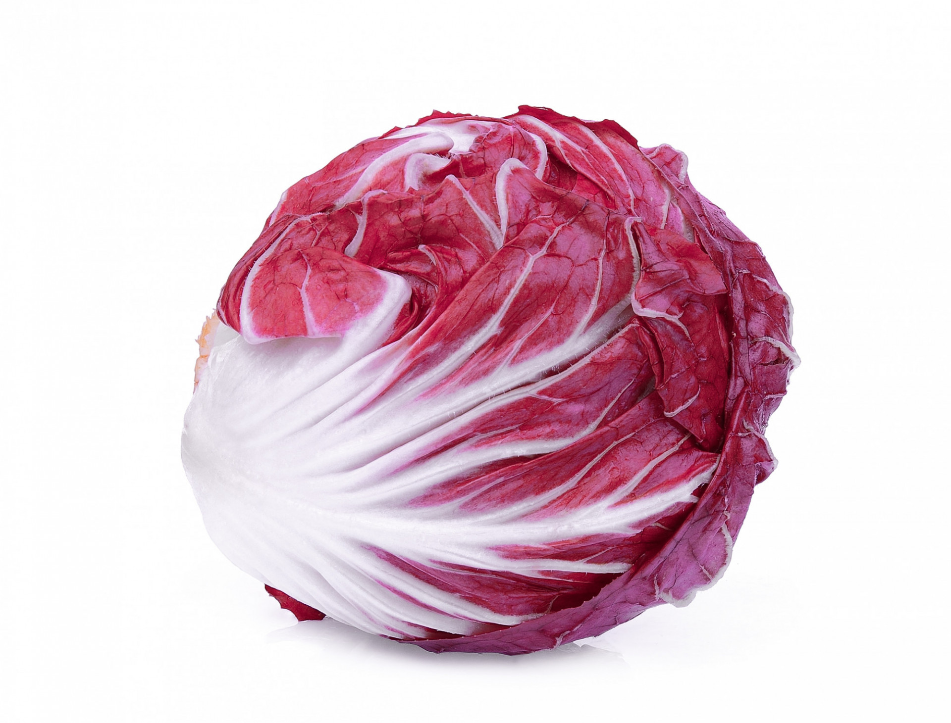 Salade Trévise