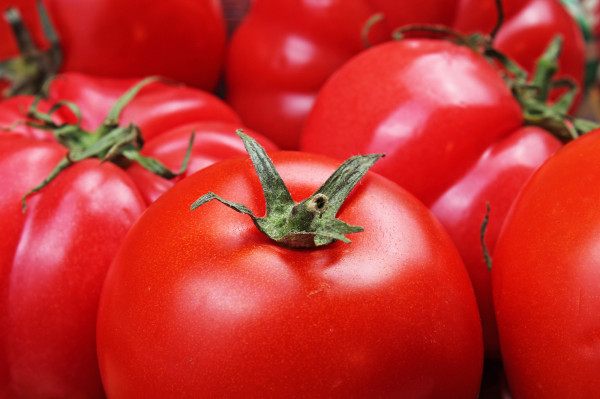 Tomate Ronde à Farcir
