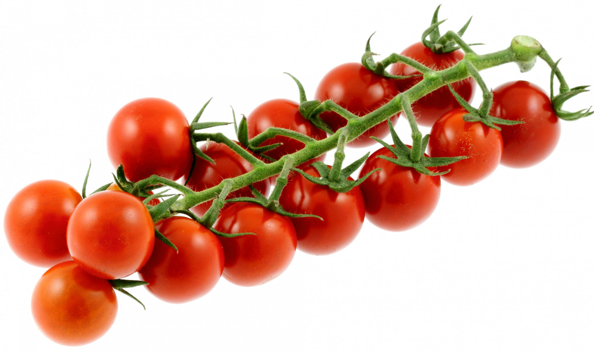 Tomate Cerise Cocktail en Grappe